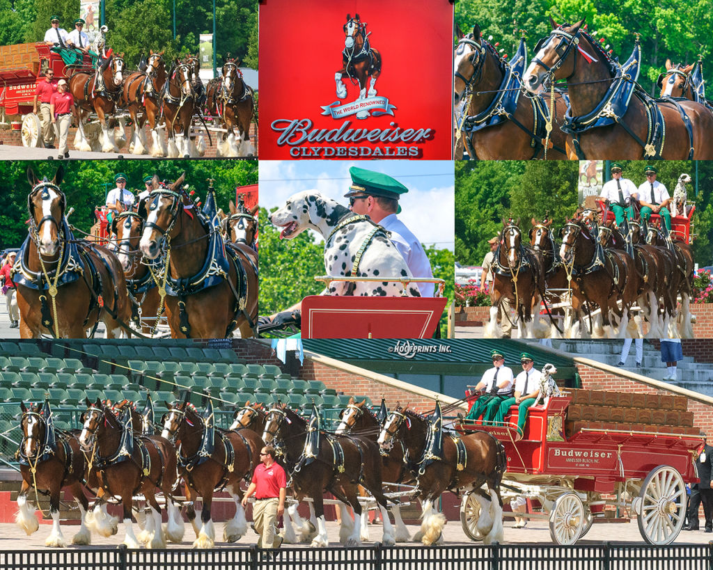 The Budweiser Clydesdales