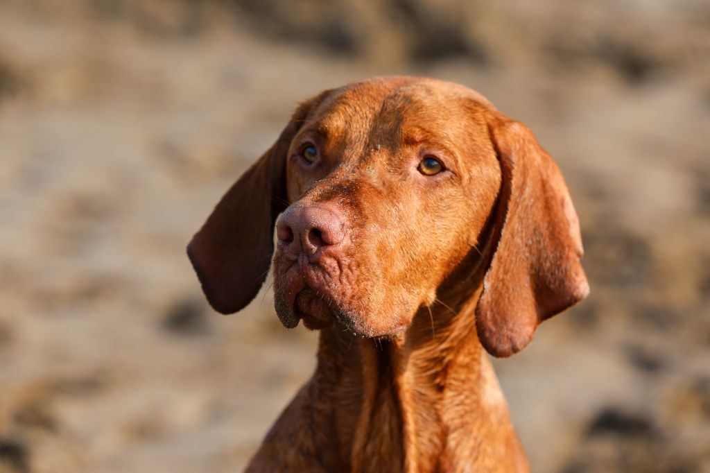 The Horse & Dog Photographer