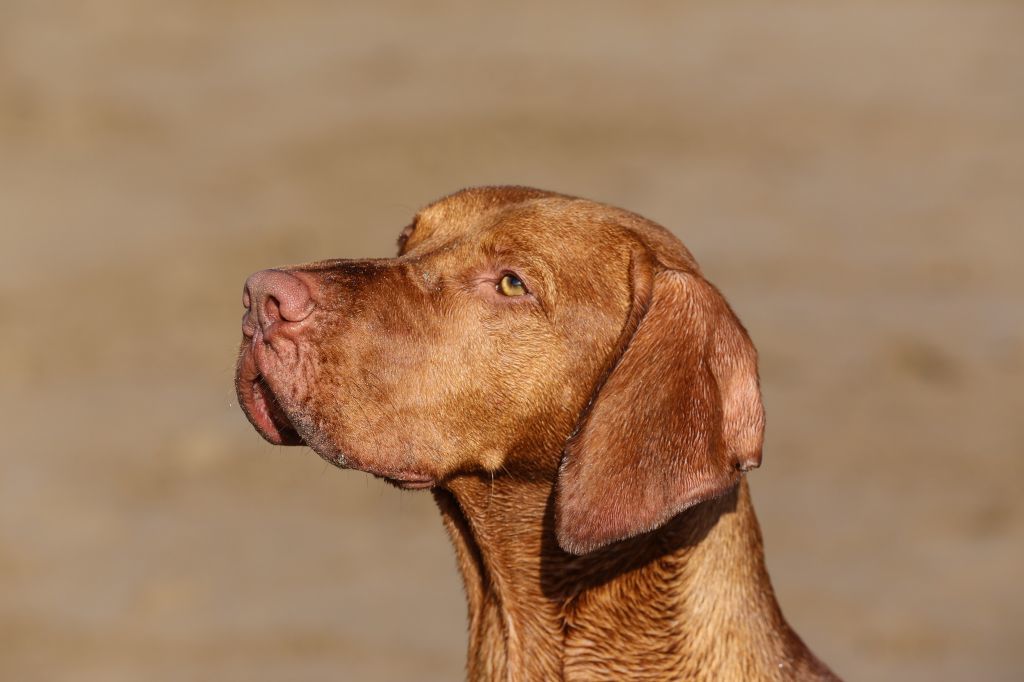 The Horse & Dog Photographer