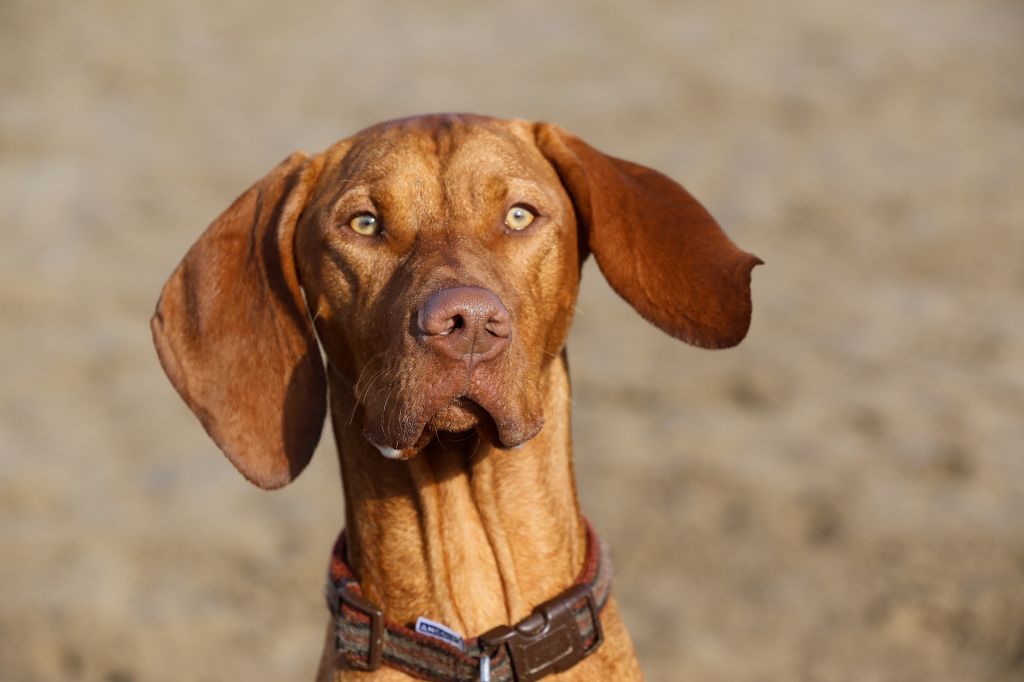 The Horse & Dog Photographer