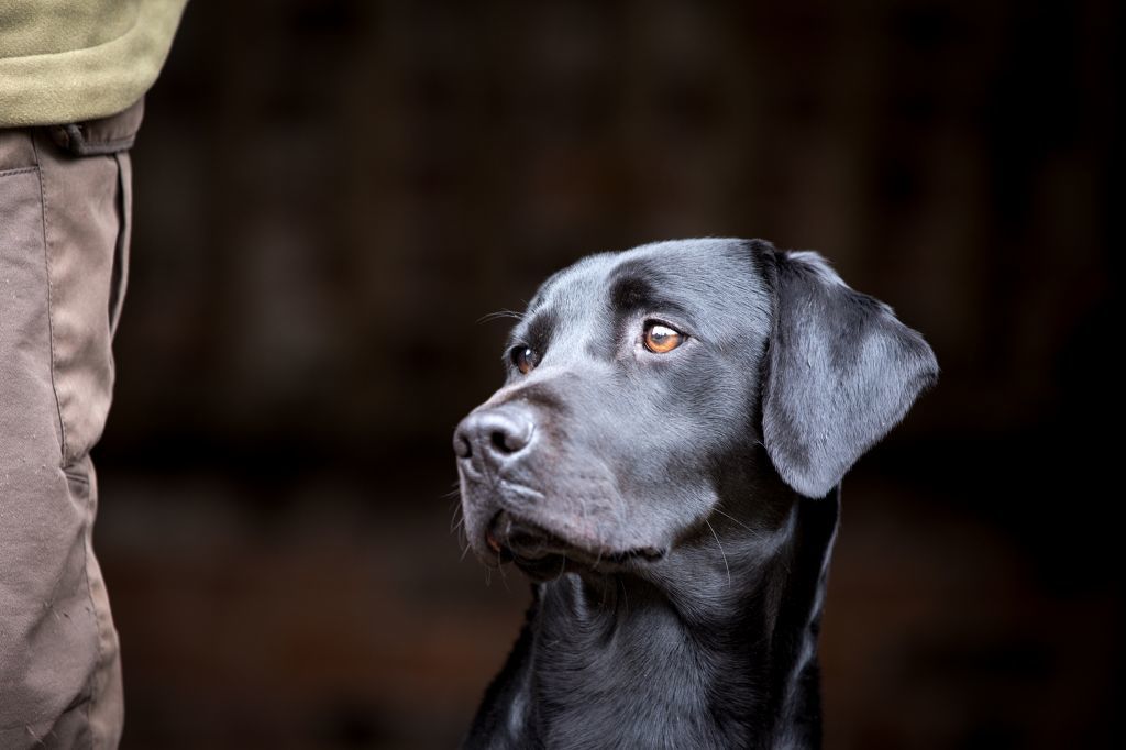 The Horse & Dog Photographer