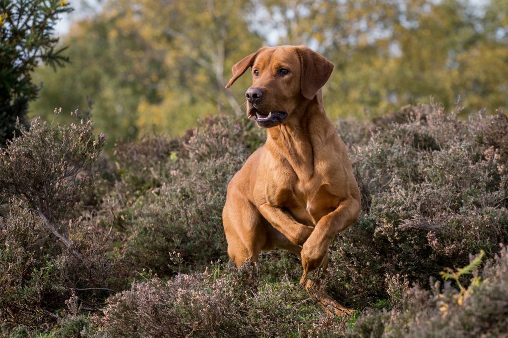 The Horse & Dog Photographer