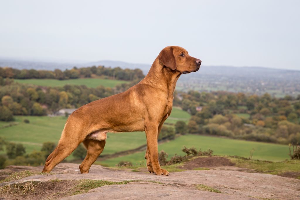 The Horse & Dog Photographer