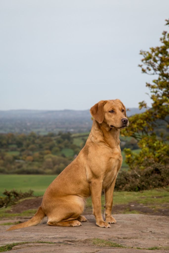 The Horse & Dog Photographer