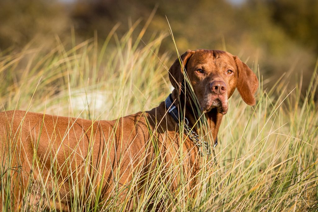 The Horse & Dog Photographer