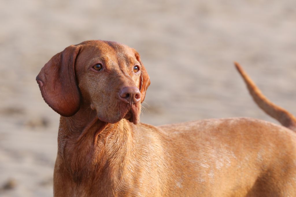 The Horse & Dog Photographer