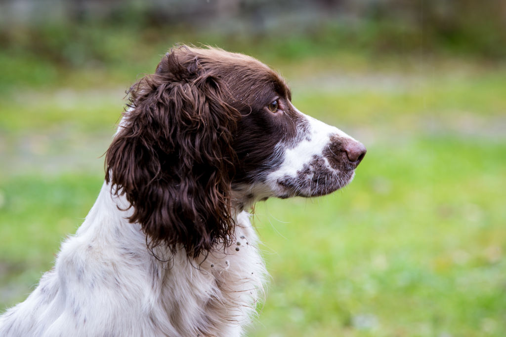 The Horse & Dog Photographer