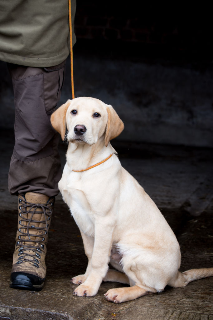 The Horse & Dog Photographer