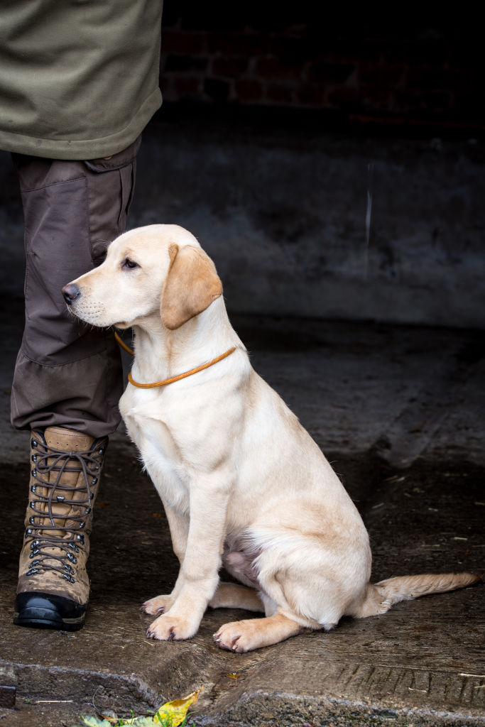 The Horse & Dog Photographer