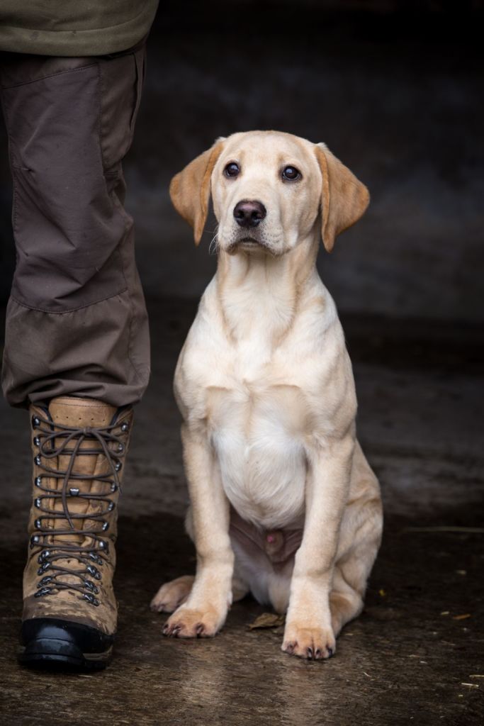 The Horse & Dog Photographer