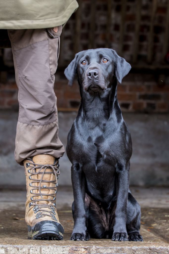 The Horse & Dog Photographer