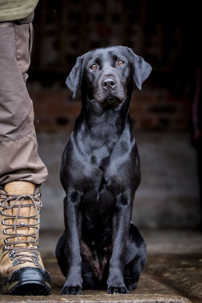 The Horse & Dog Photographer