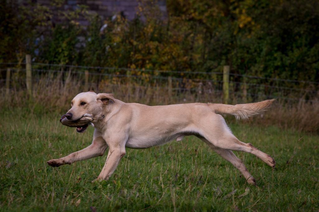 The Horse & Dog Photographer