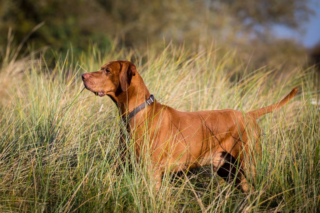 The Horse & Dog Photographer