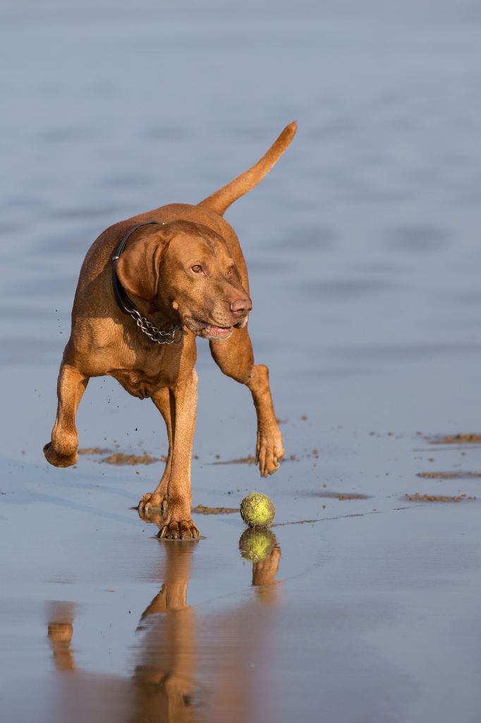 Hungarian Vizsla, Dog, Dog Photograper SW, Dog Photography, Viz Whizz