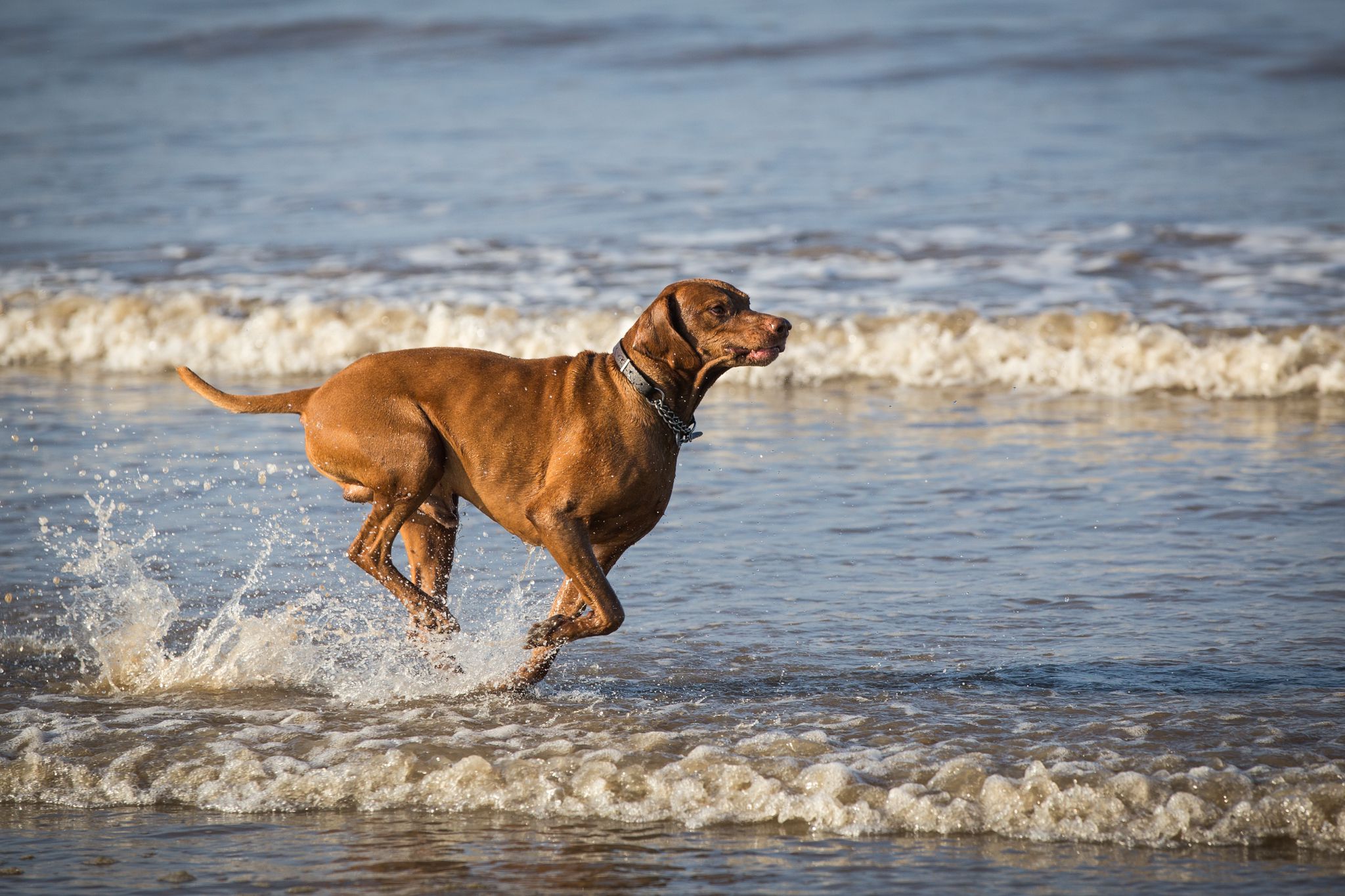 The Horse & Dog Photographer