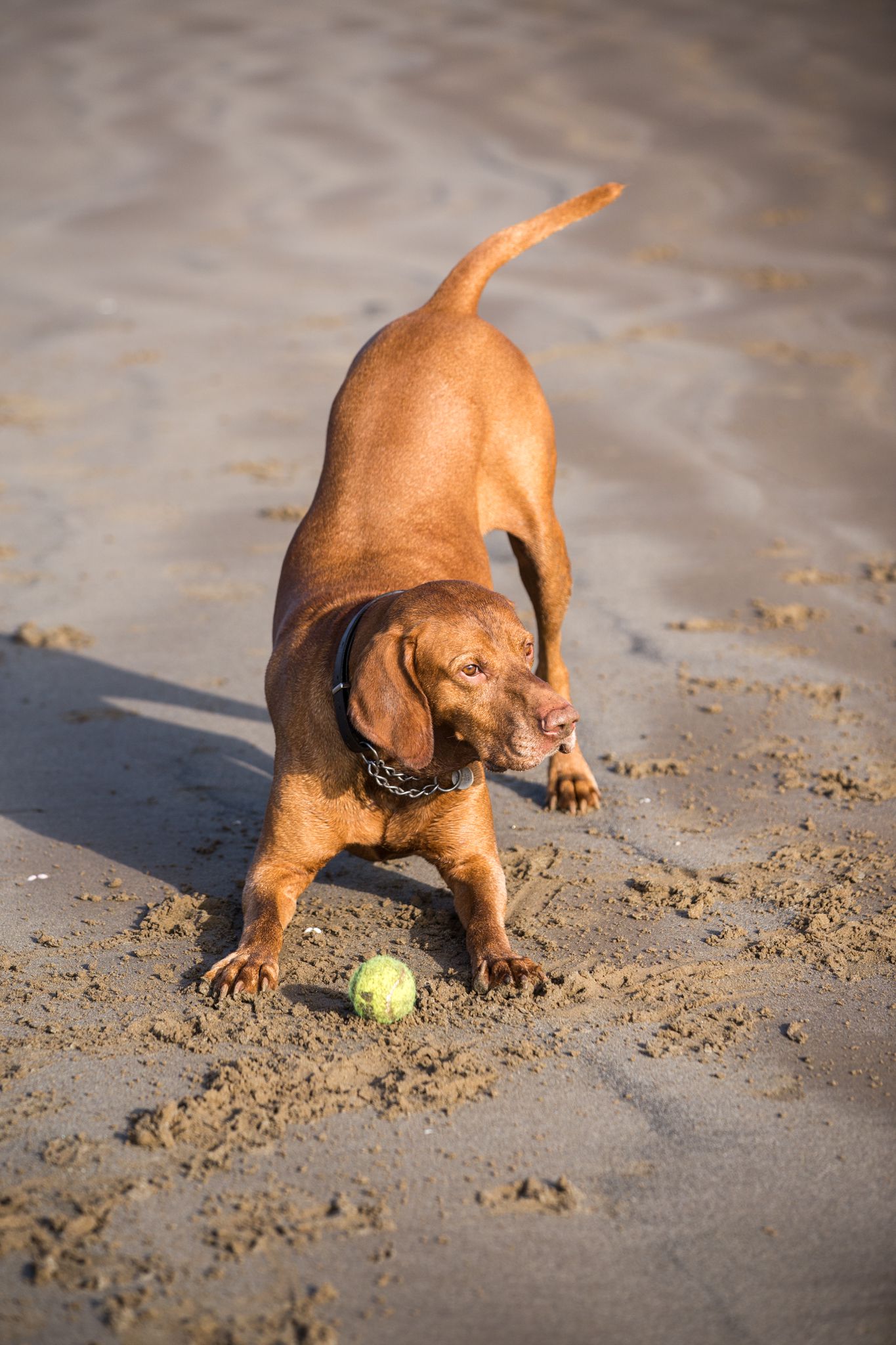 The Horse & Dog Photographer