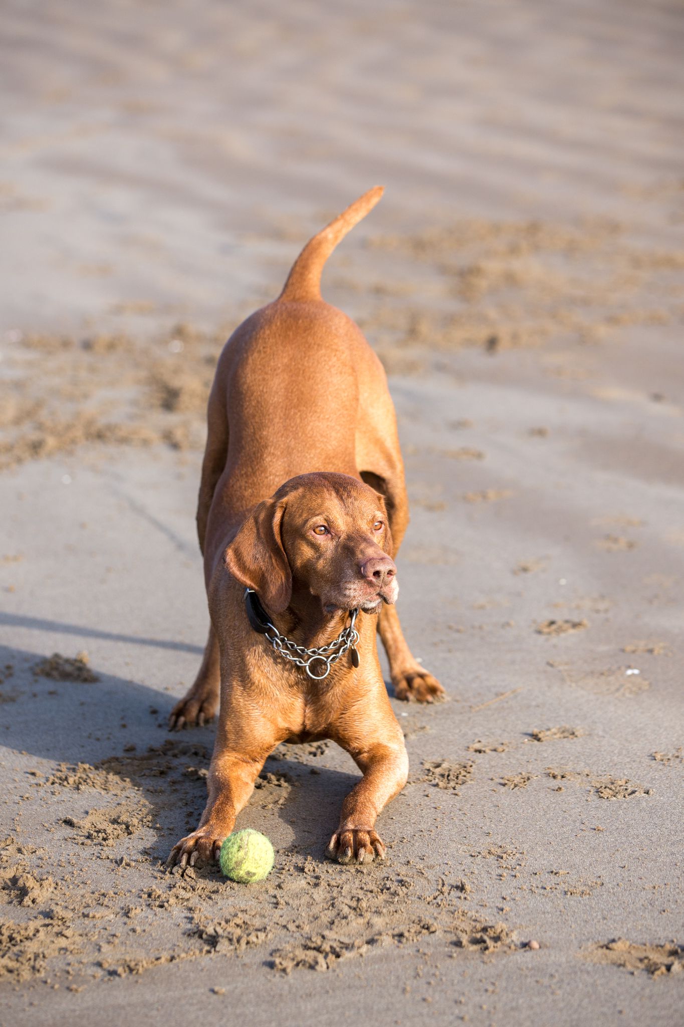 The Horse & Dog Photographer