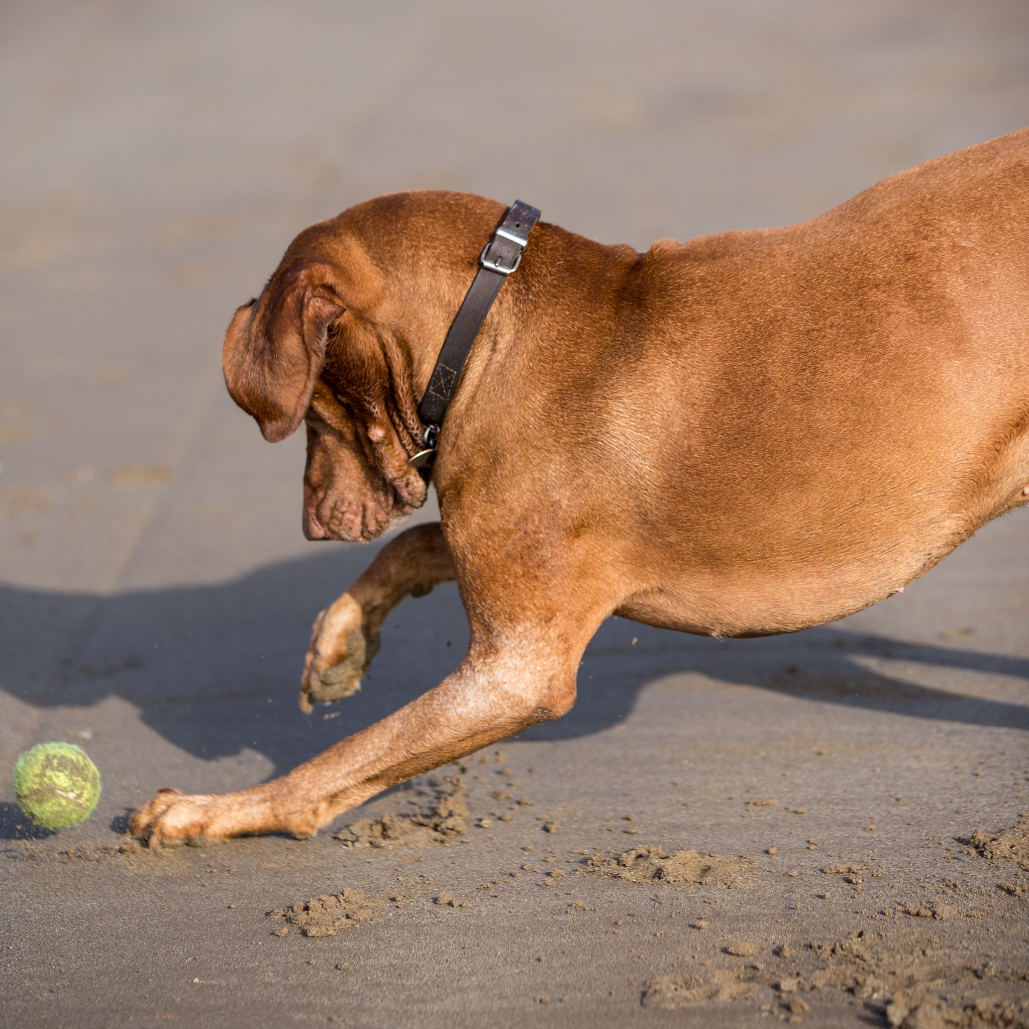 The Horse & Dog Photographer