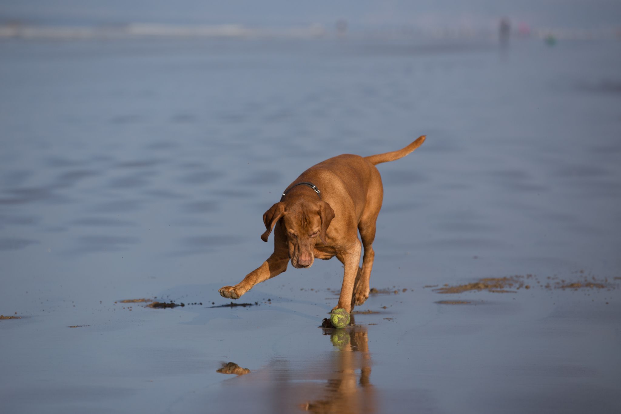 The Horse & Dog Photographer