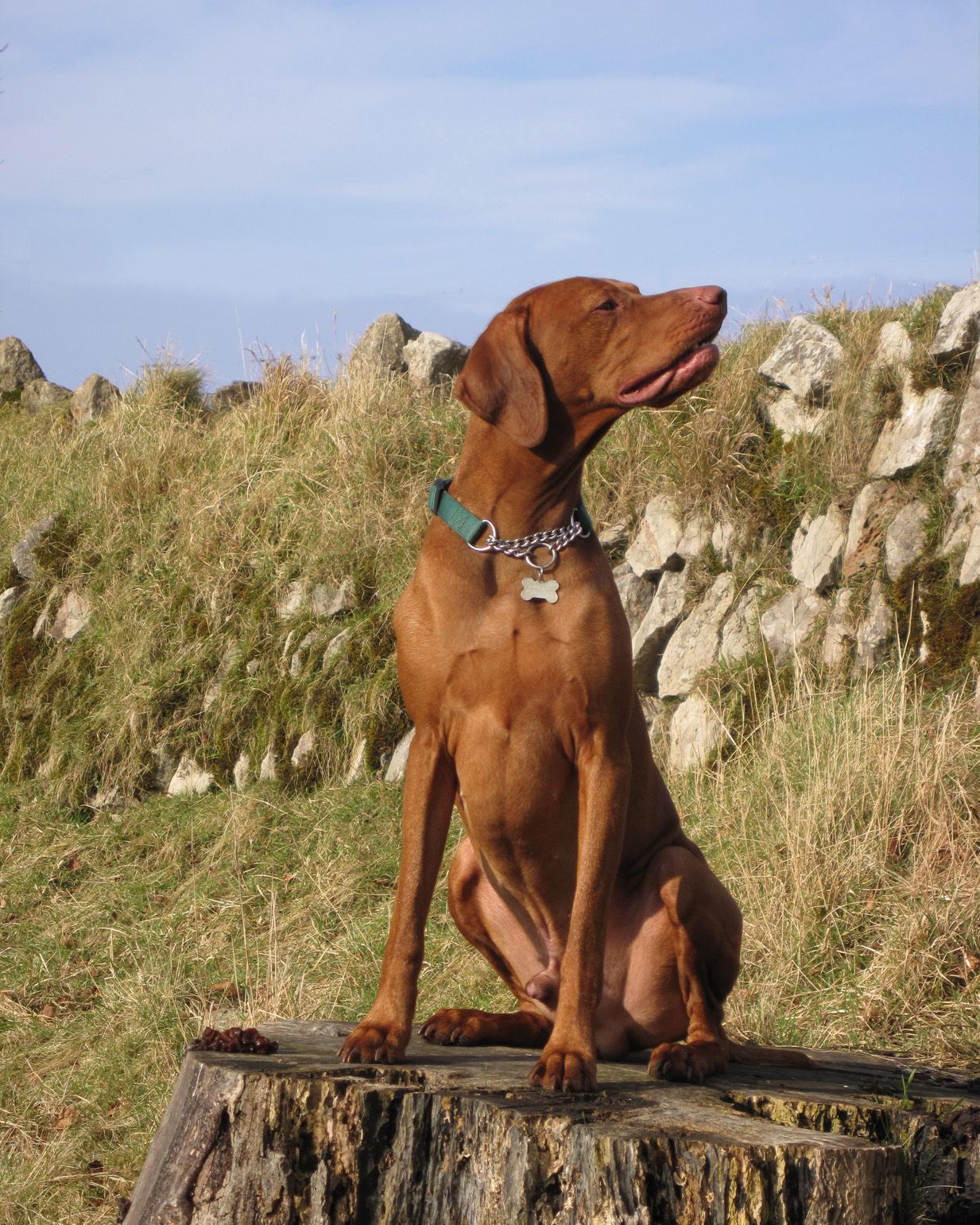 The Horse & Dog Photographer