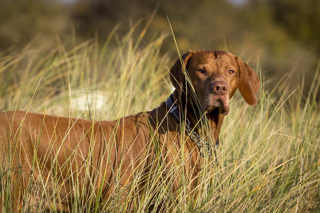 The Horse & Dog Photographer